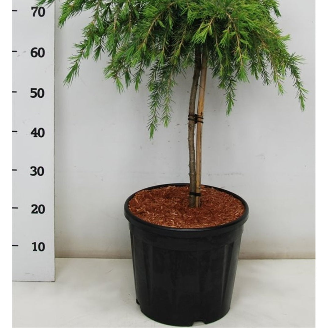 Himalayaceder – Cedrus deodara 'Feelin' Blue' - C13 40 cm. Stam